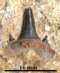 CoScapanoTex2.jpg